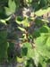 Lady Finger planting 21